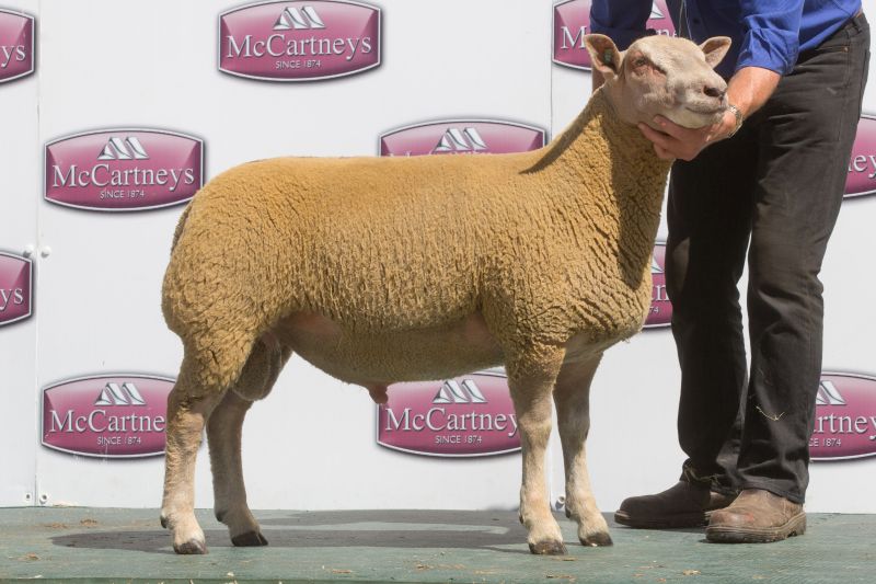 Lot No. 123 - 17TG00632 - Edstaston San Miguel - ARR/ARR Lot No. 123 - 17TG00632 - Edstaston San Miguel - ARR/ARR